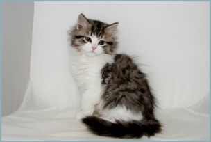 Female Siberian Kitten from Deedlebug Siberians